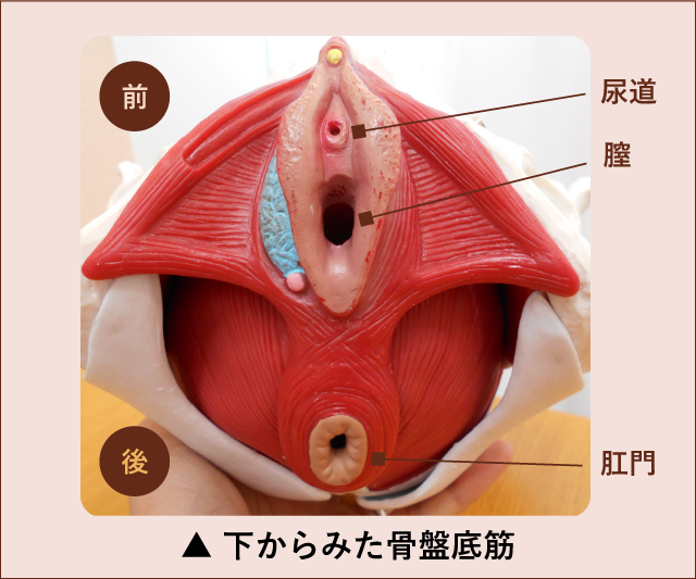 下からみた骨盤底筋