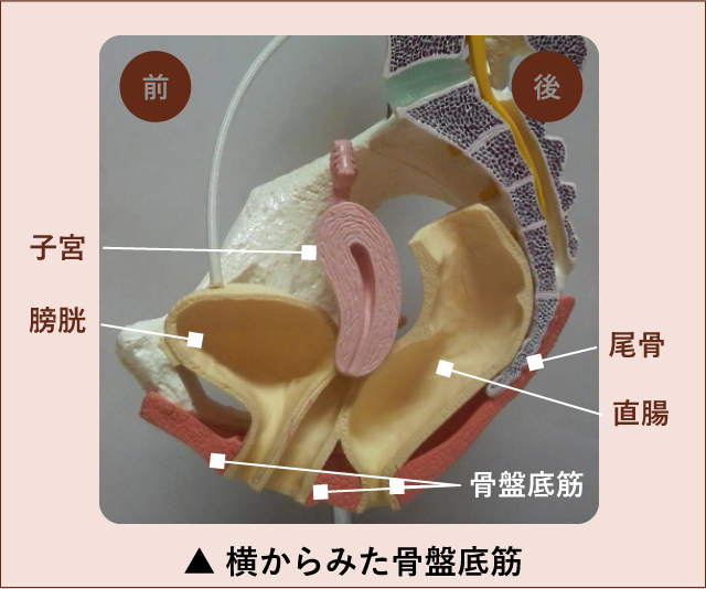 横からみた骨盤底筋